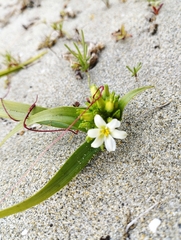 Zephyra compacta
