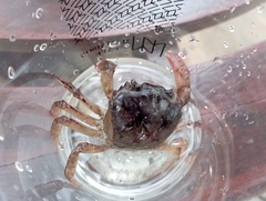 Sayamia bangkokensis