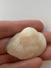 Arcidae