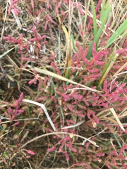 Salicornia rubra