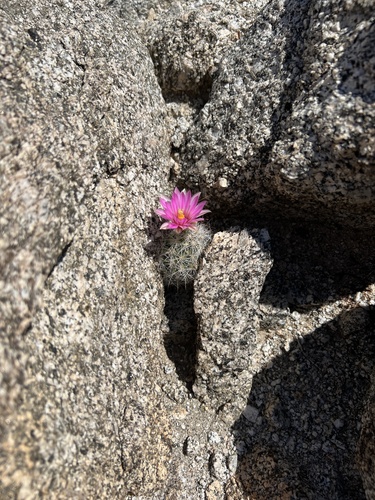 iNaturalist observation photo of Common Fishhook Cactus