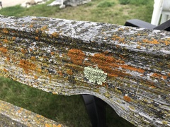 Xanthomendoza weberi