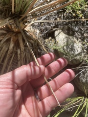 Yucca glauca