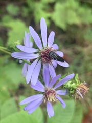 Coelioxys octodentatus