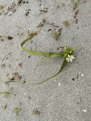 Zephyra compacta