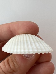 Arcidae