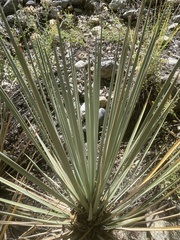 Yucca glauca