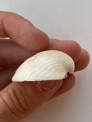 Arcidae