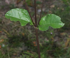 Helianthus silphioides