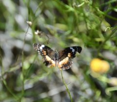 Chlosyne lacinia adjutrix