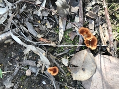 Podoscypha petalodes