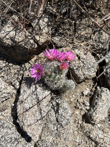 iNaturalist observation photo of Common Fishhook Cactus