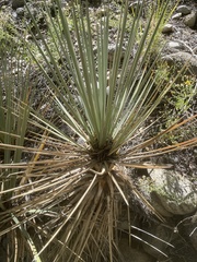 Yucca glauca