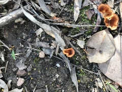 Podoscypha petalodes