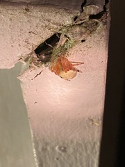 Araneus thaddeus