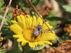 Coelioxys rufitarsis