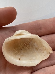 Arcidae