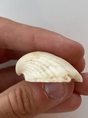 Arcidae