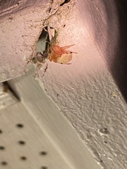 Araneus thaddeus