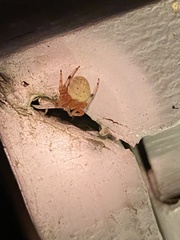 Araneus thaddeus