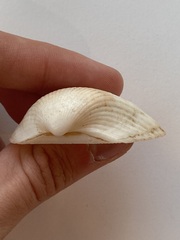 Arcidae