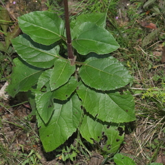 Helianthus silphioides