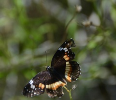 Chlosyne lacinia adjutrix