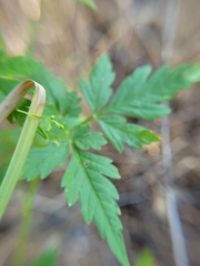 Cardiospermum halicacabum