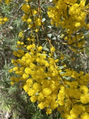 Acacia buxifolia