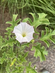 Datura quercifolia