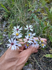 Symphyotrichum boreale