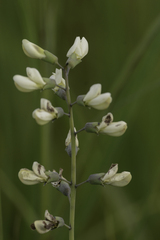 Baptisia alba