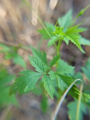 Cardiospermum halicacabum