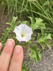 Datura quercifolia