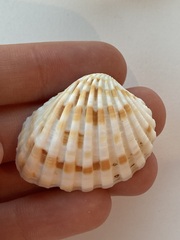 Cardites bicolor