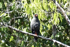 Buteogallus schistaceus