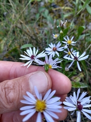 Symphyotrichum boreale