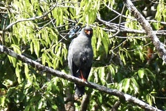 Buteogallus schistaceus