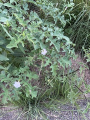 Datura quercifolia