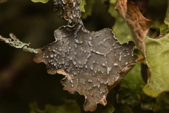 Lobaria anomala