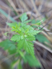 Cardiospermum halicacabum