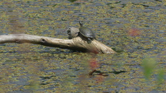 Pseudemys concinna concinna