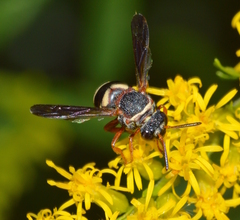 Epeolus bifasciatus