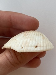 Arcidae