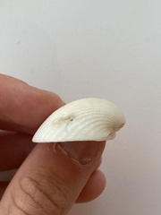 Arcidae
