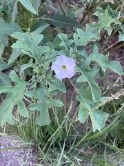 Datura quercifolia
