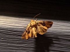 Argyrogramma verruca