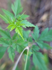 Cardiospermum halicacabum