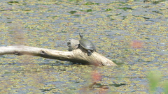 Pseudemys concinna concinna