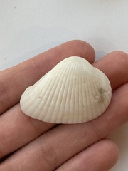 Arcidae
